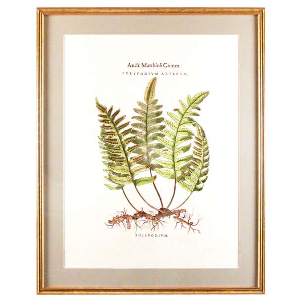 Original Vintage Custom Botanical Fern Prints with Makers Stamp
