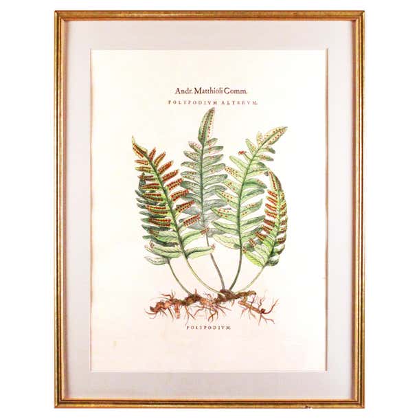 Original Vintage Custom Botanical Fern Prints with Makers Stamp