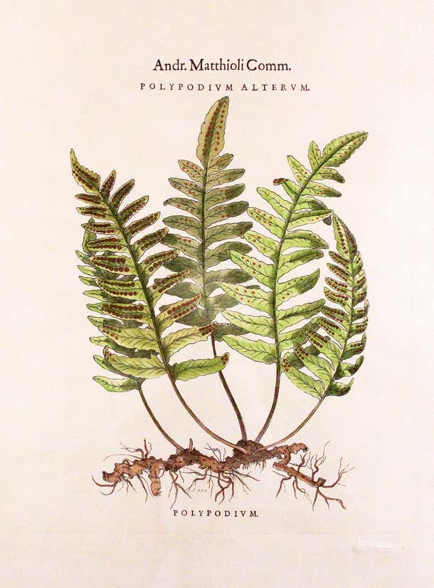 Original Vintage Custom Botanical Fern Prints with Makers Stamp