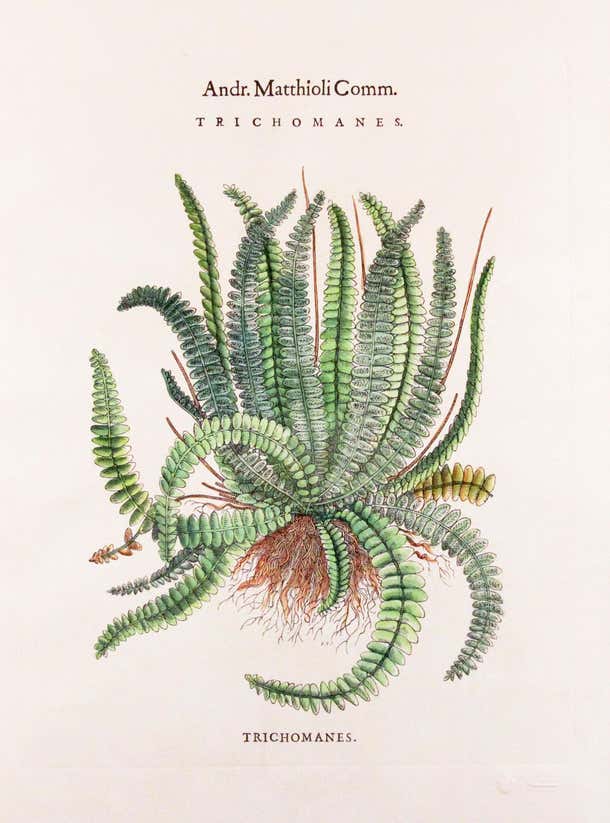 Original Vintage Custom Botanical Fern Prints with Makers Stamp