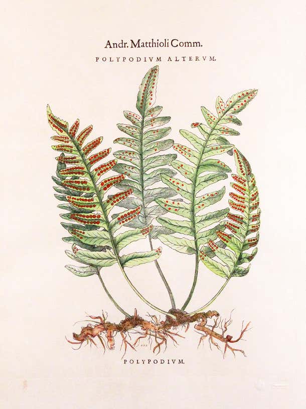 Original Vintage Custom Botanical Fern Prints with Makers Stamp