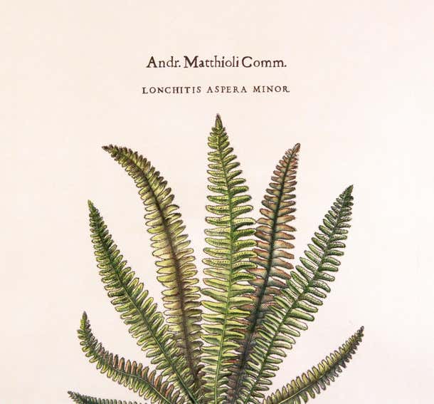 Original Vintage Custom Botanical Fern Prints with Makers Stamp