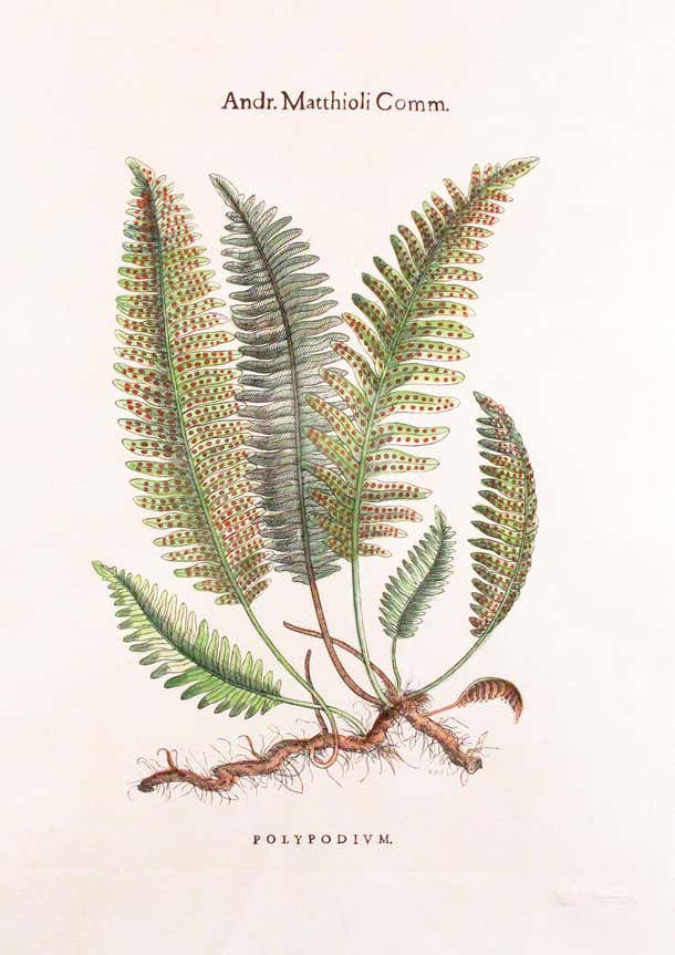 Original Custom Botanical Fern Prints with Makers Stamp