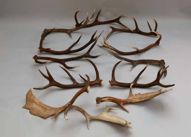 European Collection of Elk and Moose Antlers
